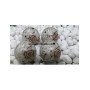 Rainbow Moonstone Orgone Balls - 50mm