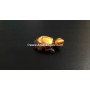 Tiger Eye Turtle Idol - Handcrafted Gemstone Turtle Figurine