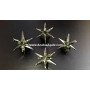 Kambaba Jasper 12-Pointed Star | Exquisite Gemstone Collection