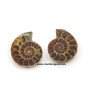 Ammonite Fossils - 1.5 Inches