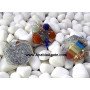 Chakra Chips Orgone Pendant with Om Symbol - Healing Energy Jewelry